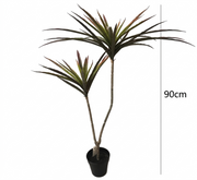 Dracaena Tropica - Plante Tropicale Décorative