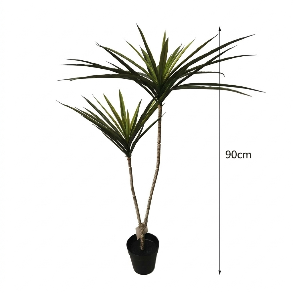 Dracaena Tropica - Plante Tropicale Décorative