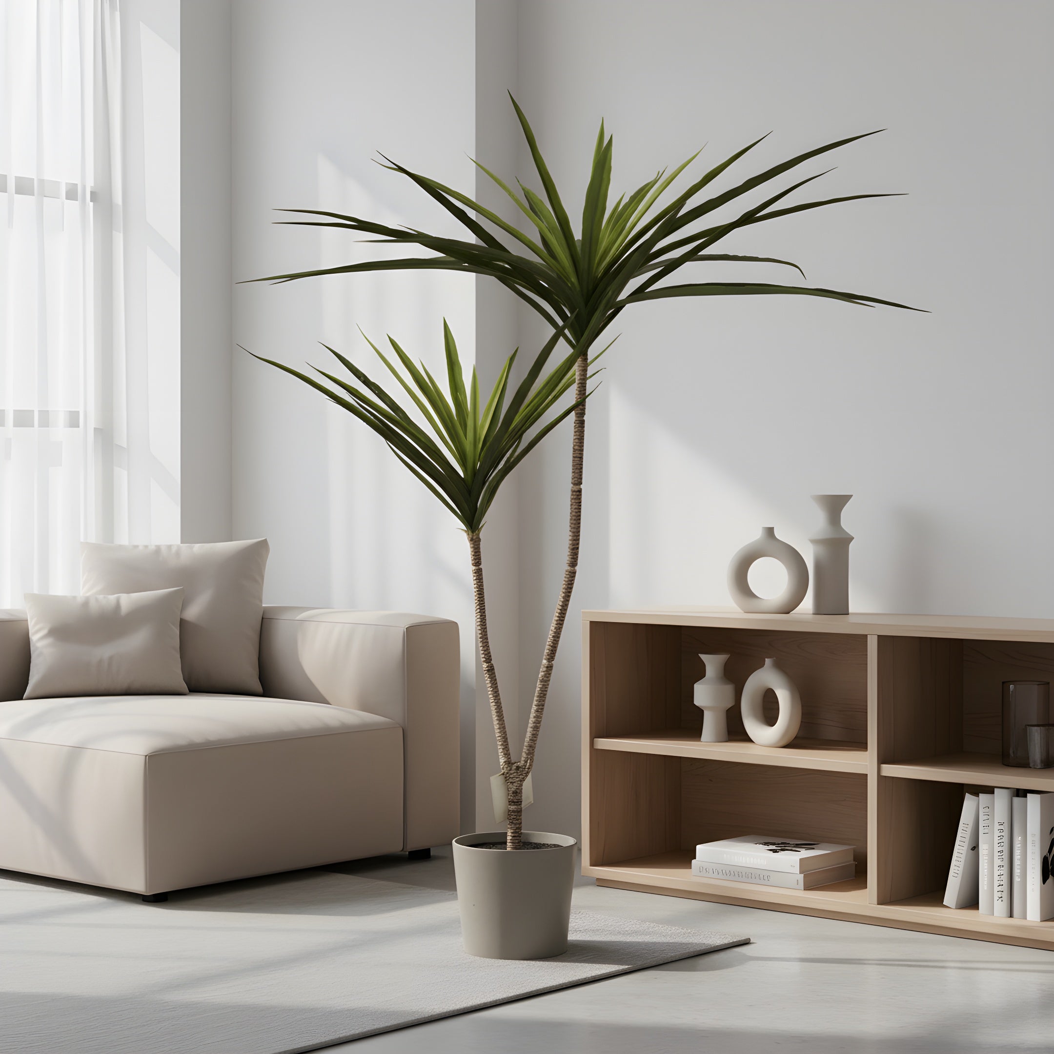Dracaena Tropica - Plante Tropicale Décorative