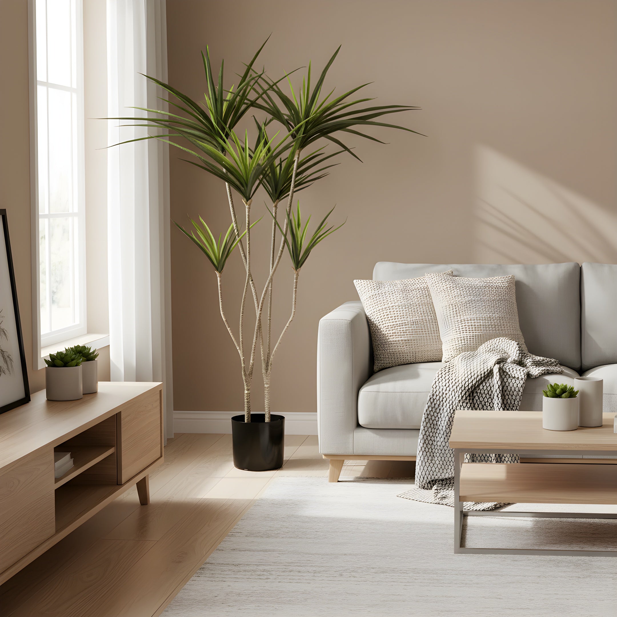 Dracaena Tropica - Plante Tropicale Décorative