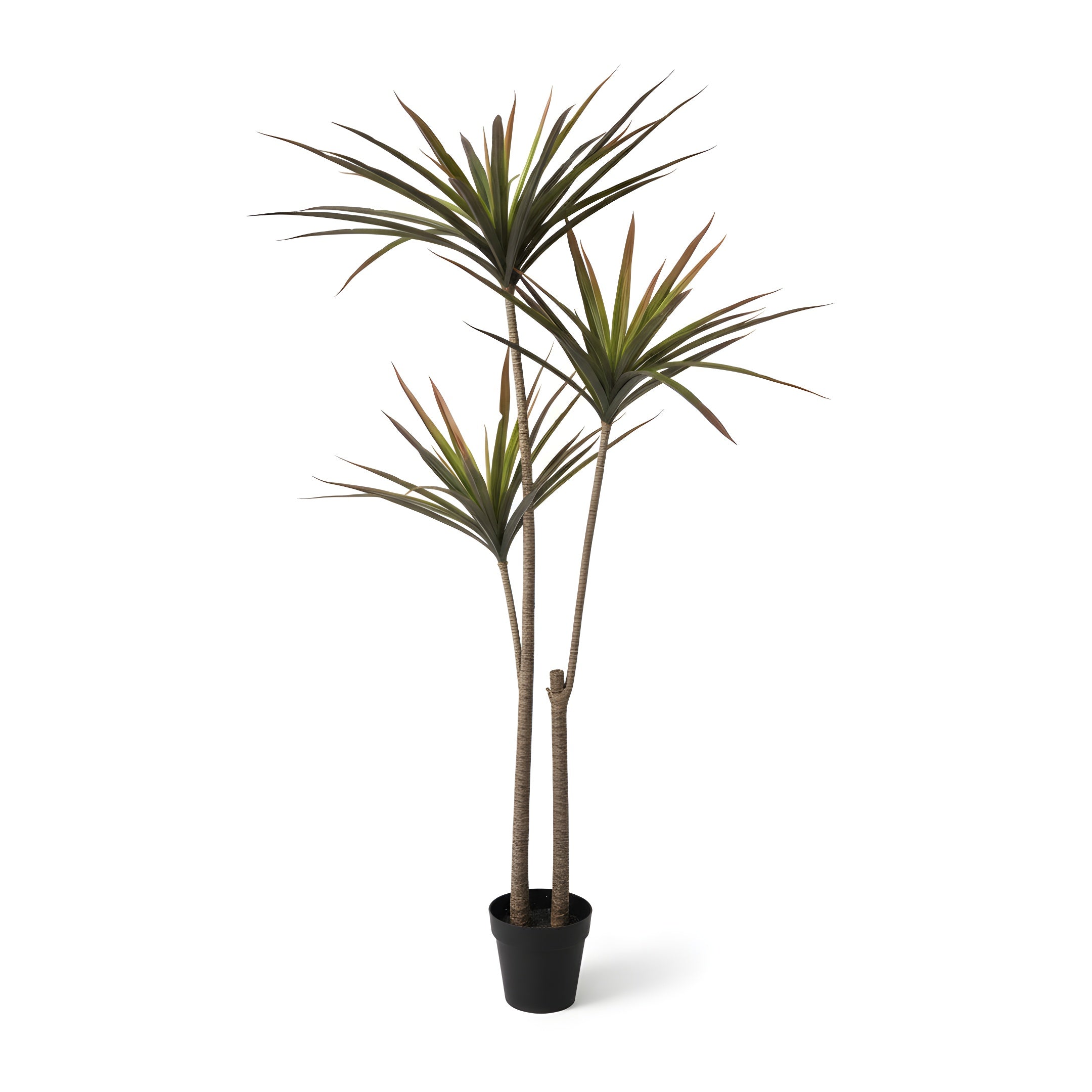 Dracaena Tropica - Plante Tropicale Décorative