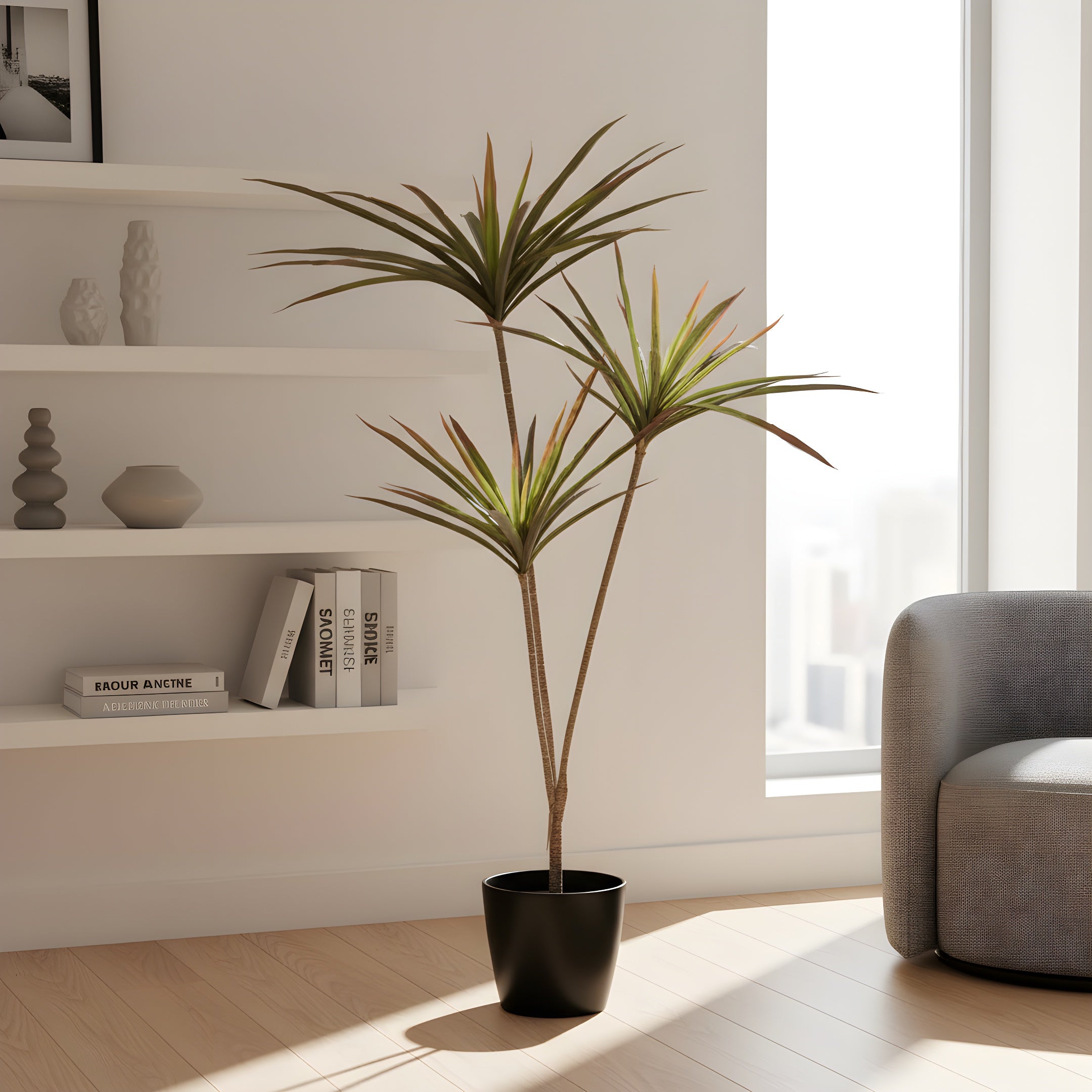 Dracaena Tropica - Plante Tropicale Décorative