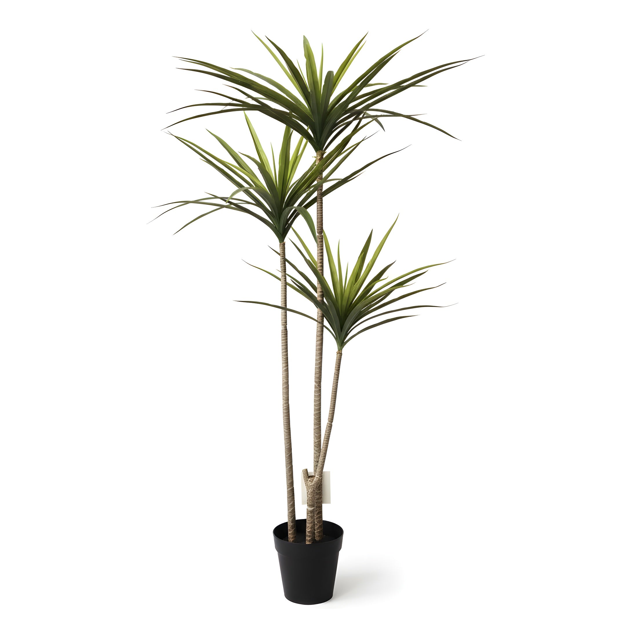 Dracaena Tropica - Plante Tropicale Décorative