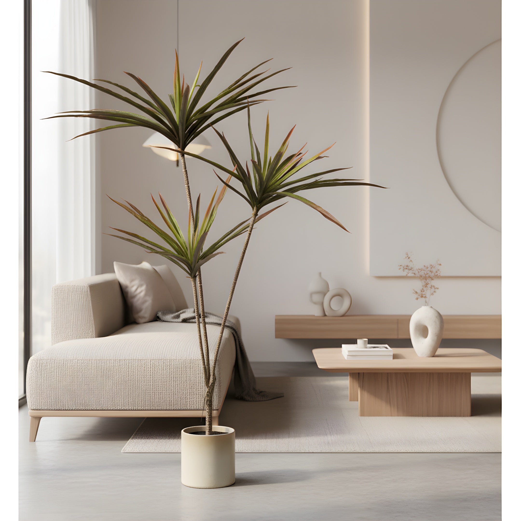 Dracaena Tropica - Plante Tropicale Décorative