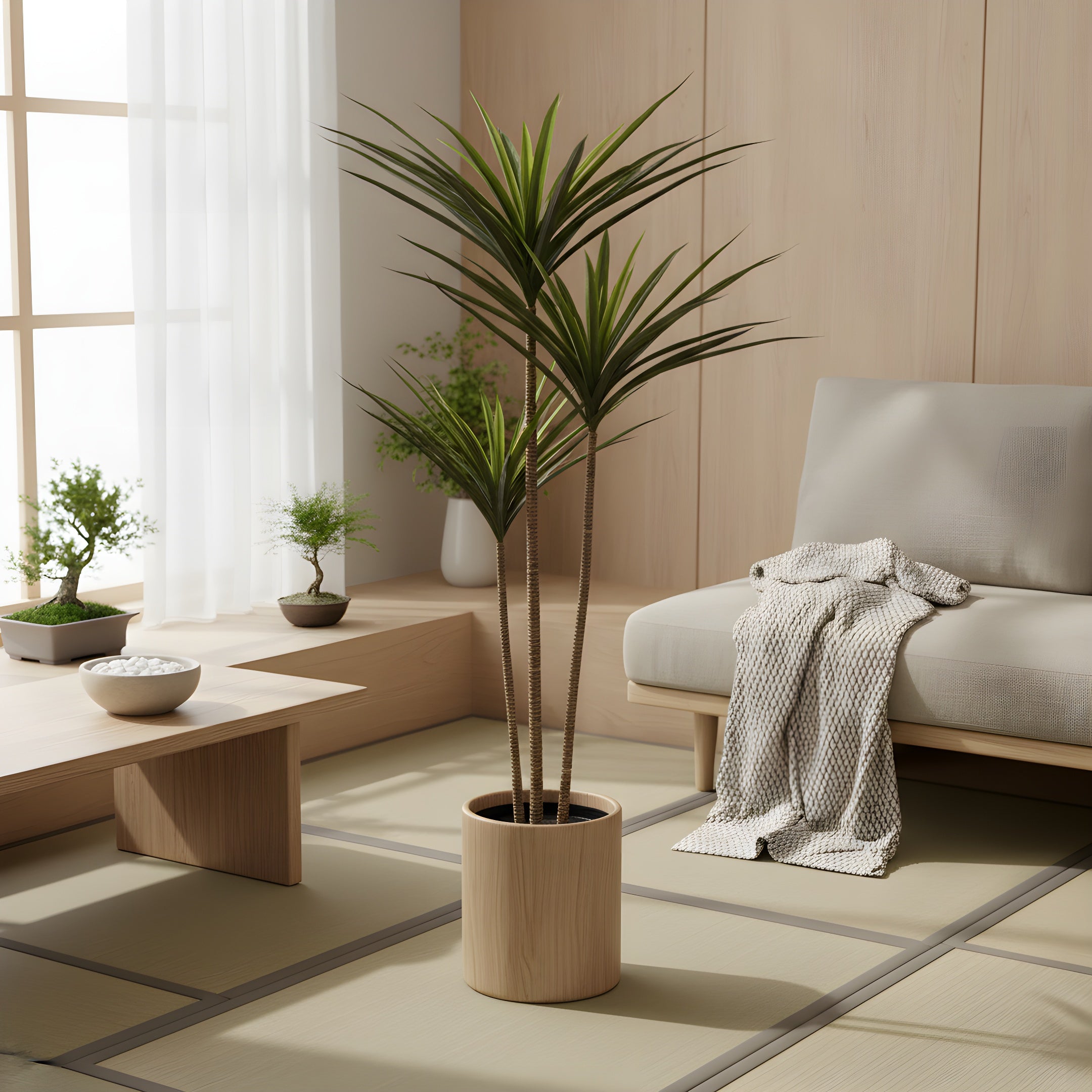 Dracaena Tropica - Plante Tropicale Décorative