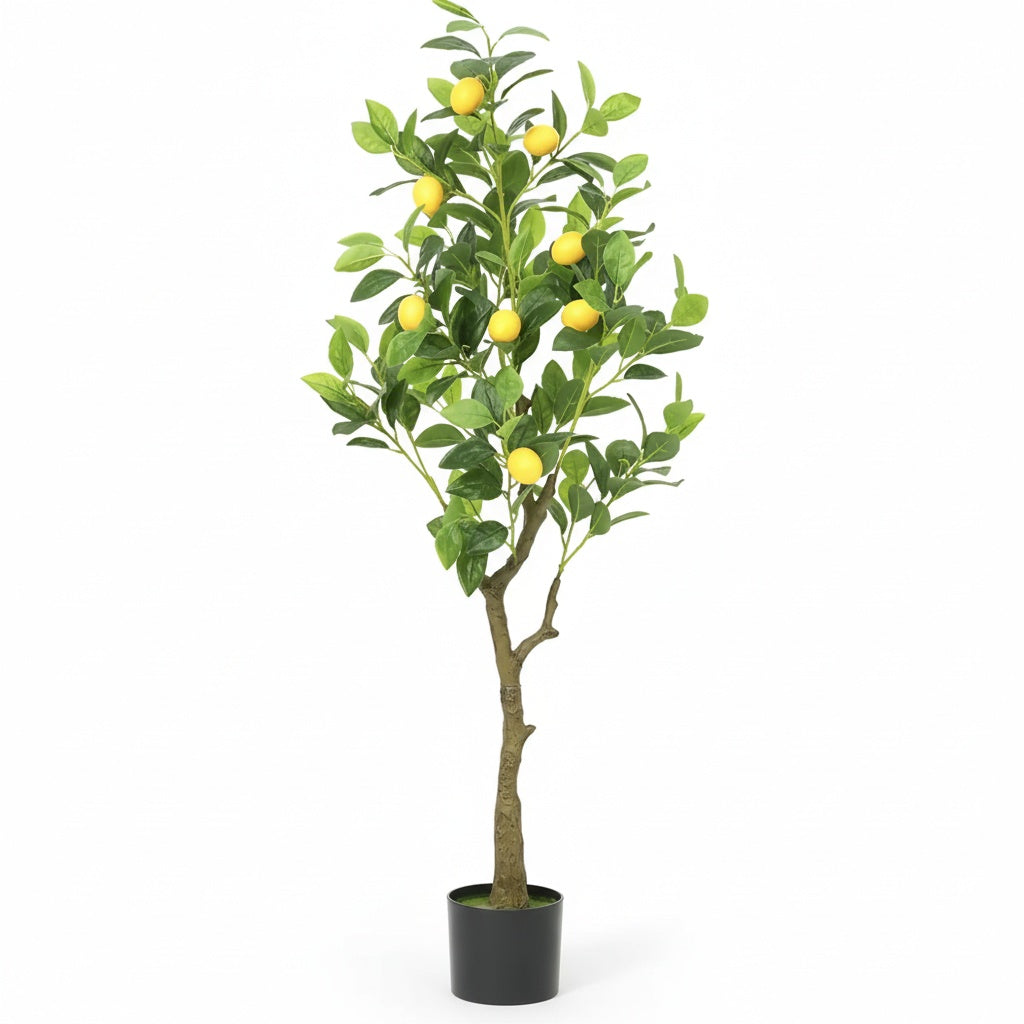 Citronnier Éternel - Arbre Méditerranéen Décoratif