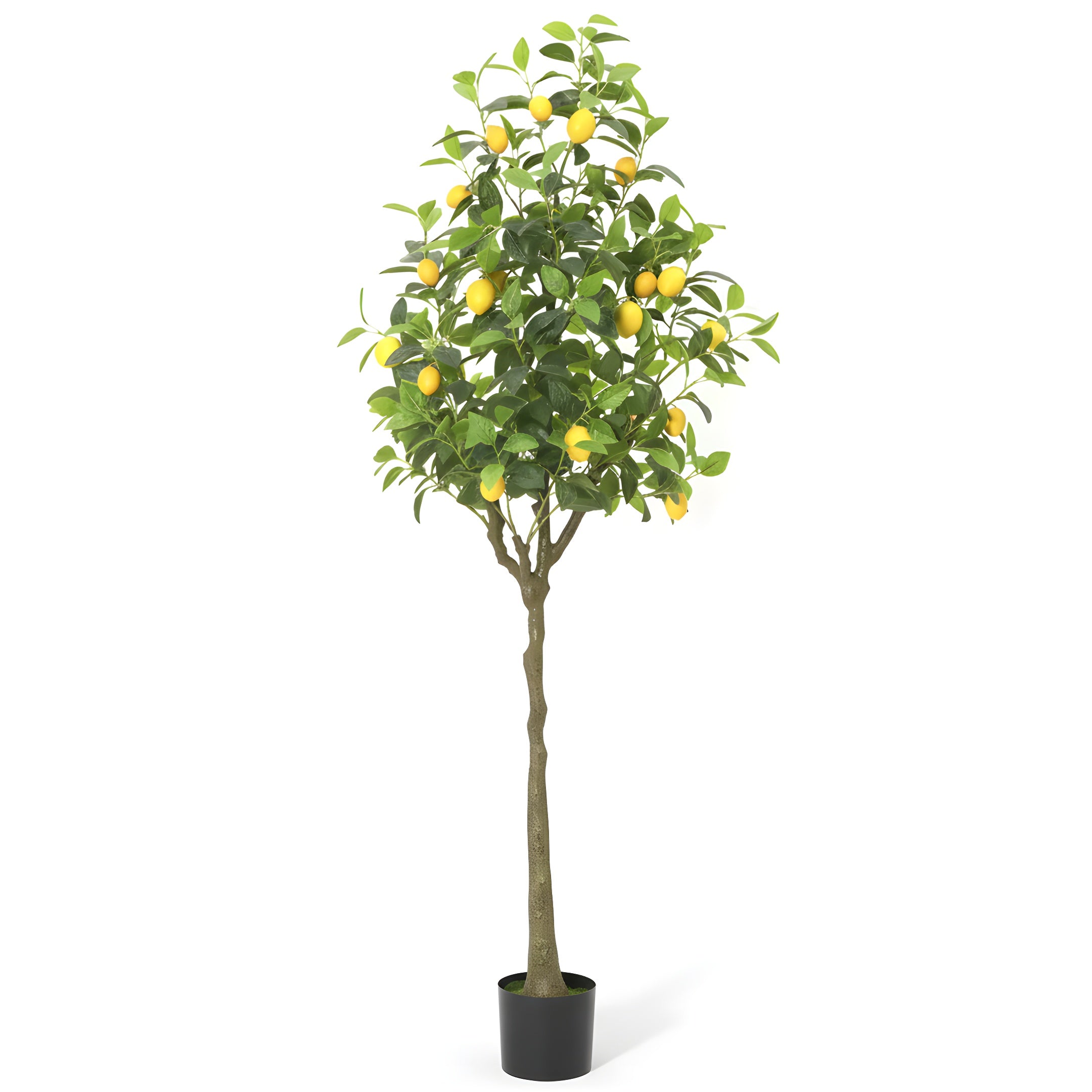Citronnier Éternel - Arbre Méditerranéen Décoratif