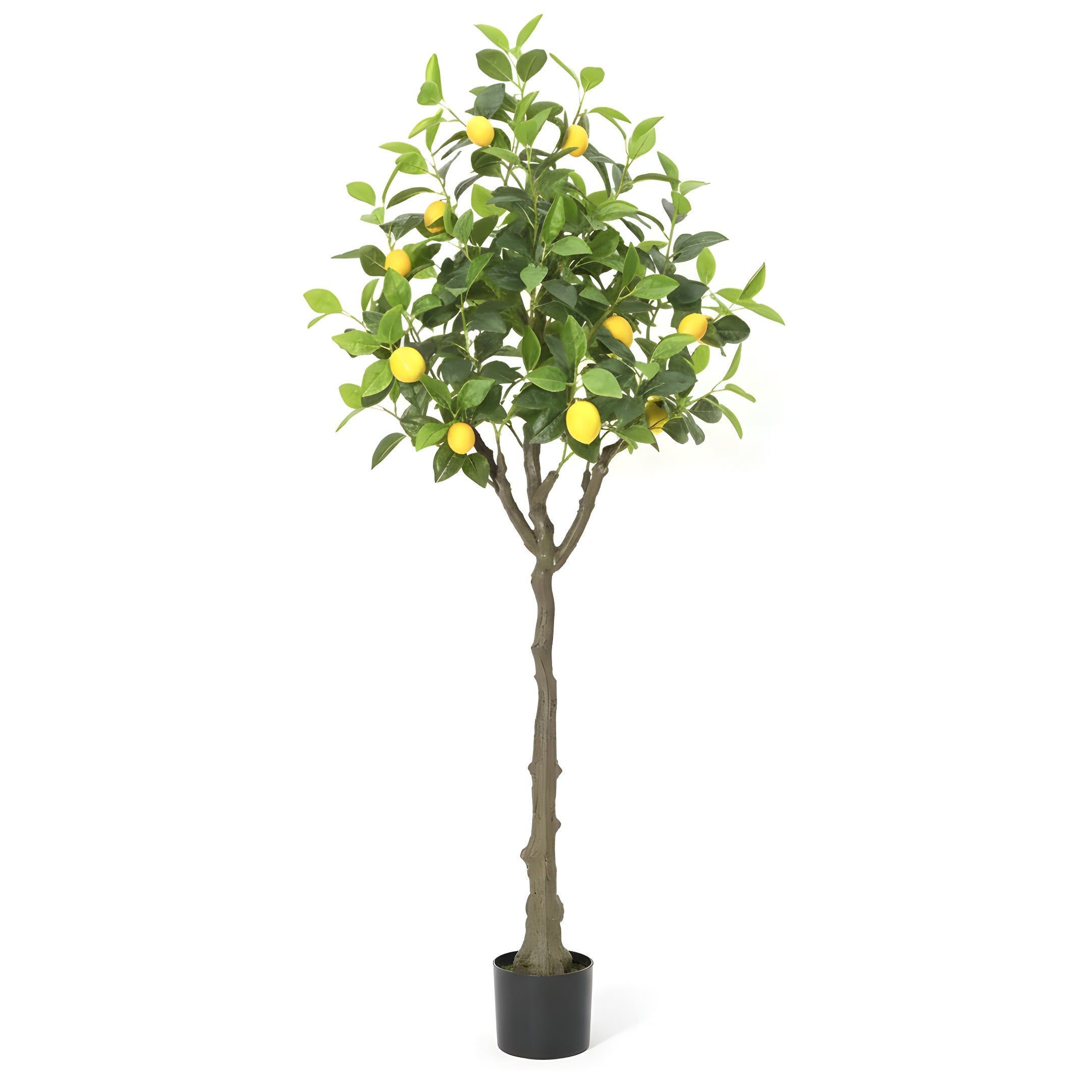 Citronnier Éternel - Arbre Méditerranéen Décoratif
