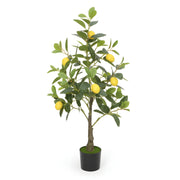 Citronnier Éternel - Arbre Méditerranéen Décoratif