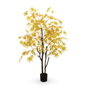 Érable Doré Éternel - Arbre Décoratif d’Automne