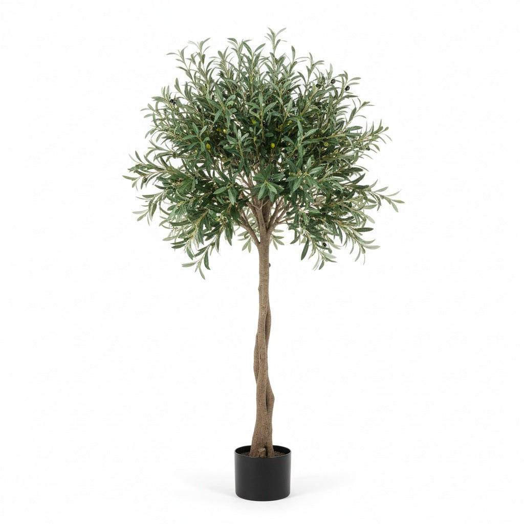 Olivier Éternel - Arbre Méditerranéen Décoratif