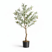 Olivier Éternel - Arbre Méditerranéen Décoratif