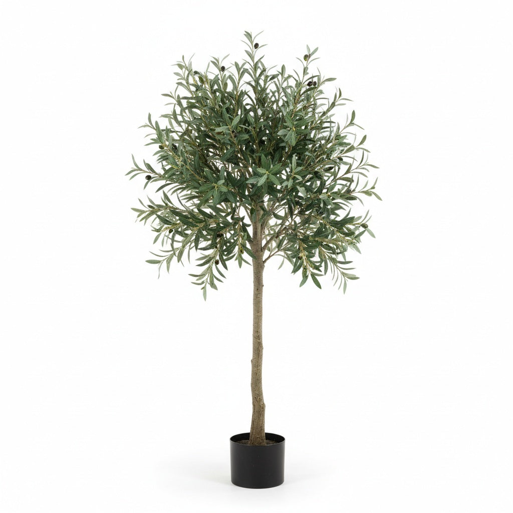 Olivier Éternel - Arbre Méditerranéen Décoratif
