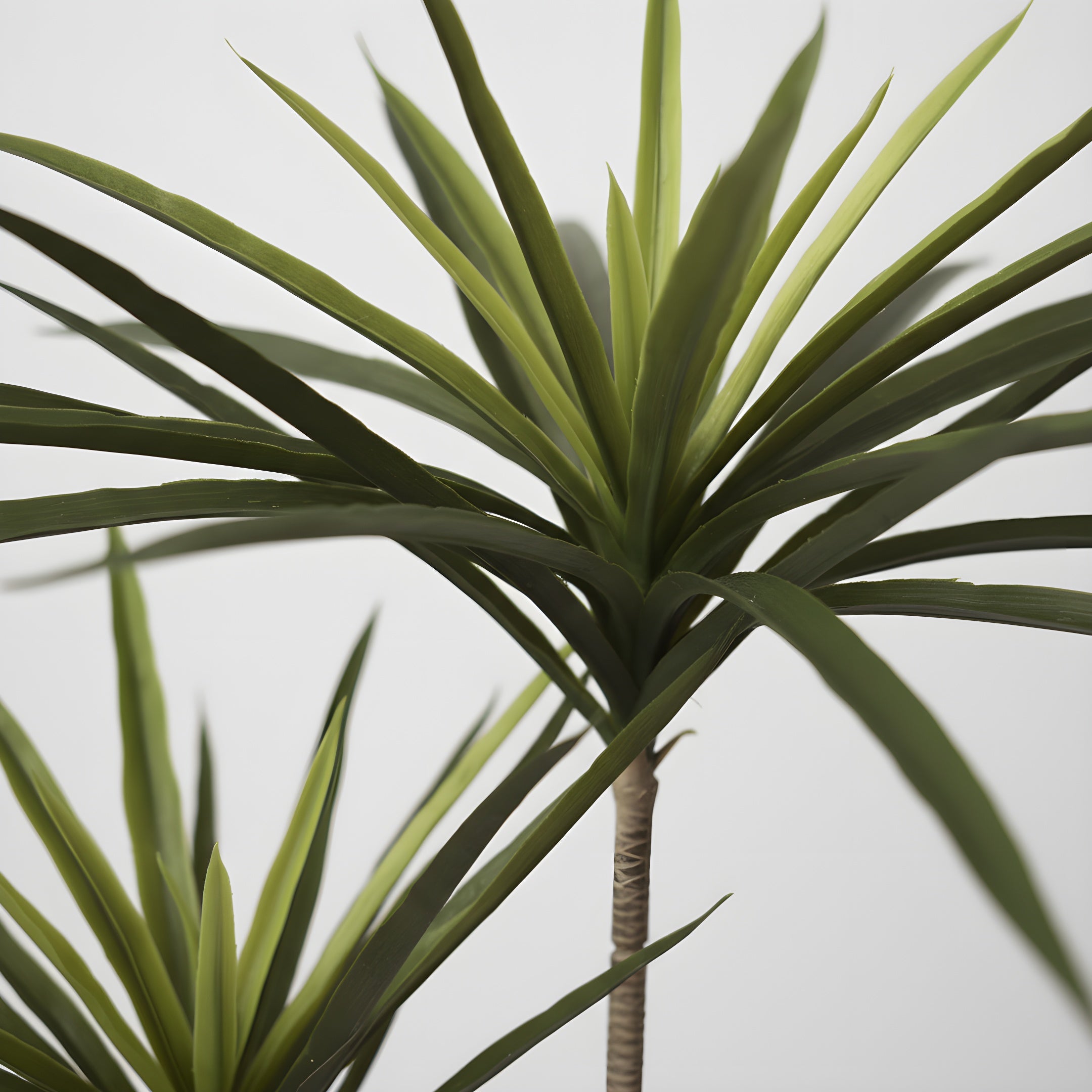 Dracaena Tropica - Plante Tropicale Décorative