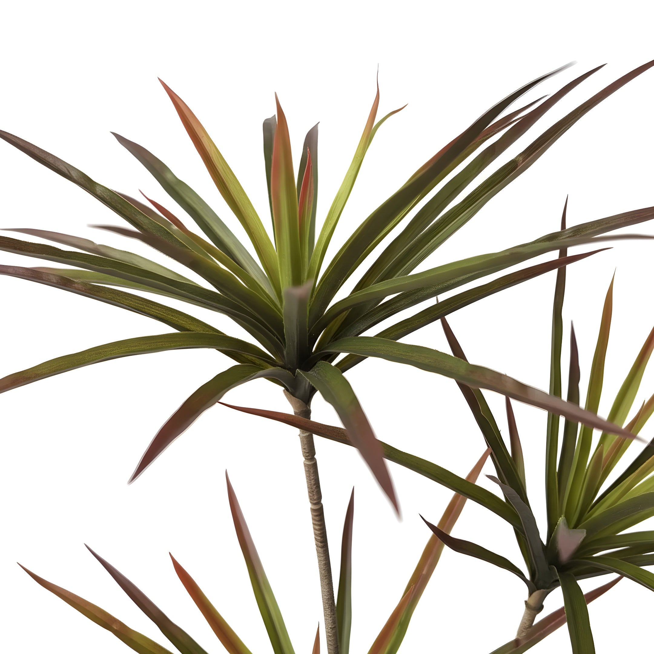 Dracaena Tropica - Plante Tropicale Décorative