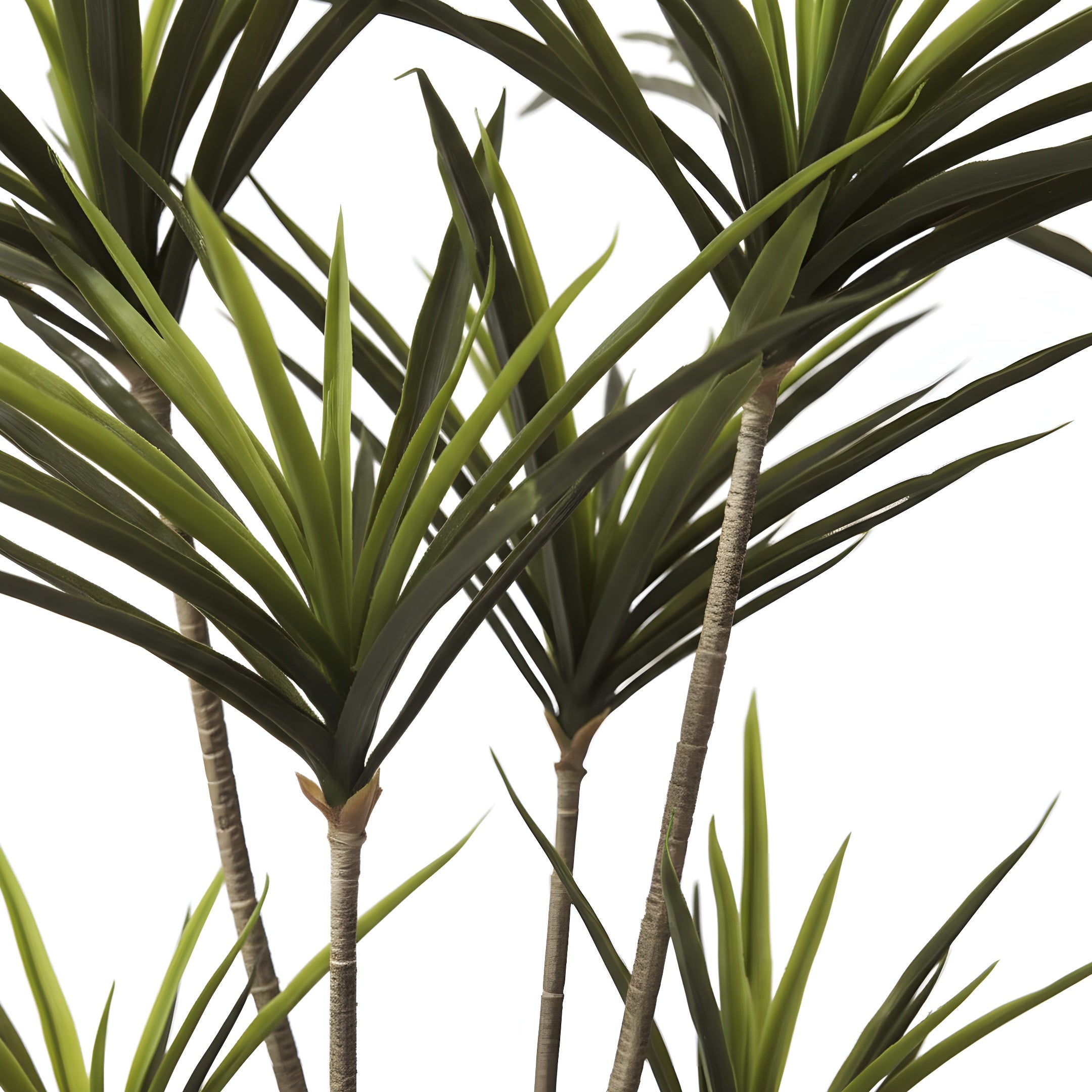 Dracaena Tropica - Plante Tropicale Décorative