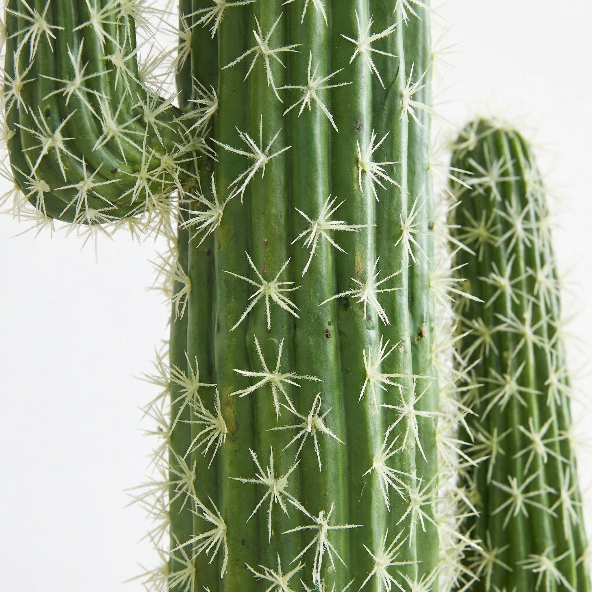Cactus Éternel - Sculpture Végétale du Désert