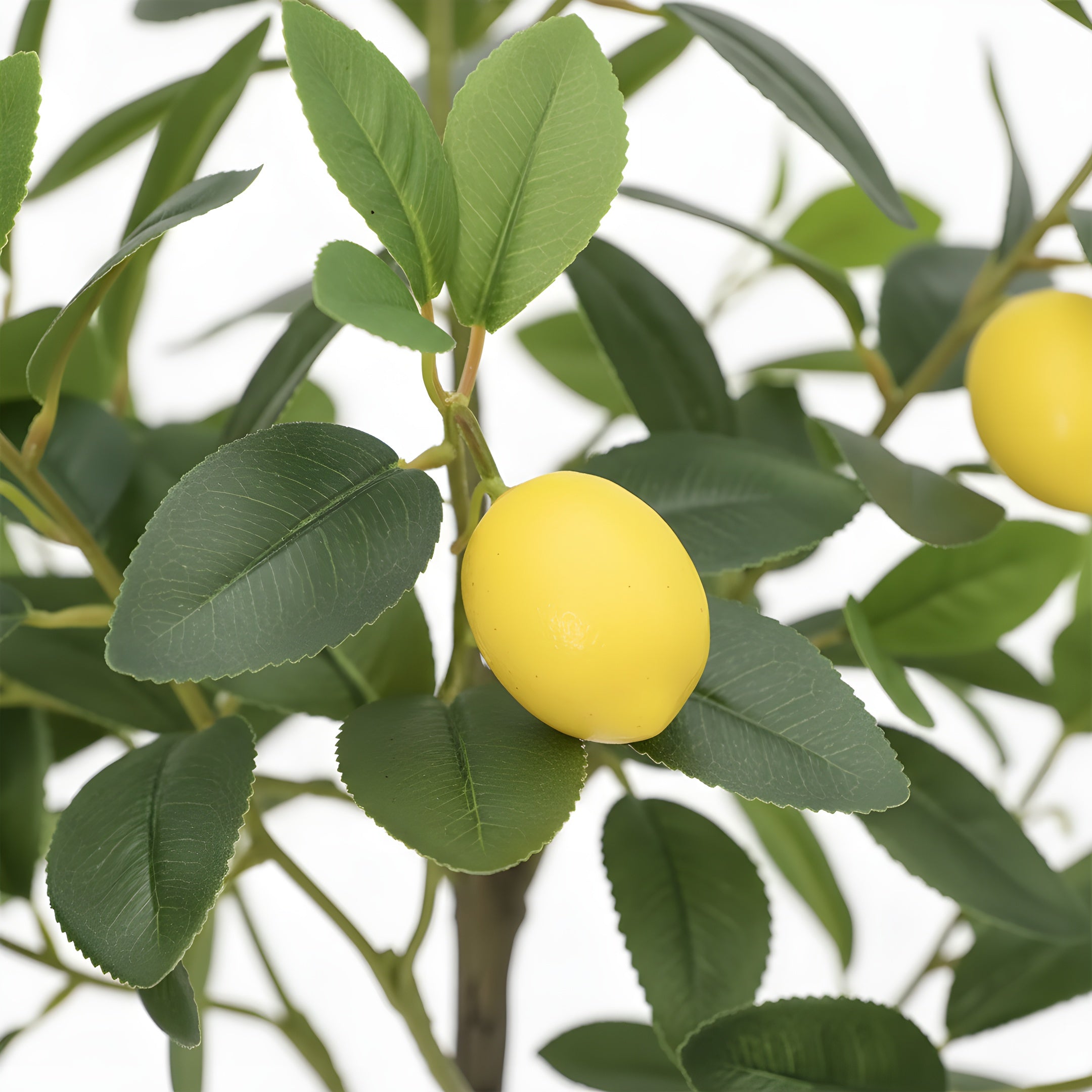 Citronnier Éternel - Arbre Méditerranéen Décoratif