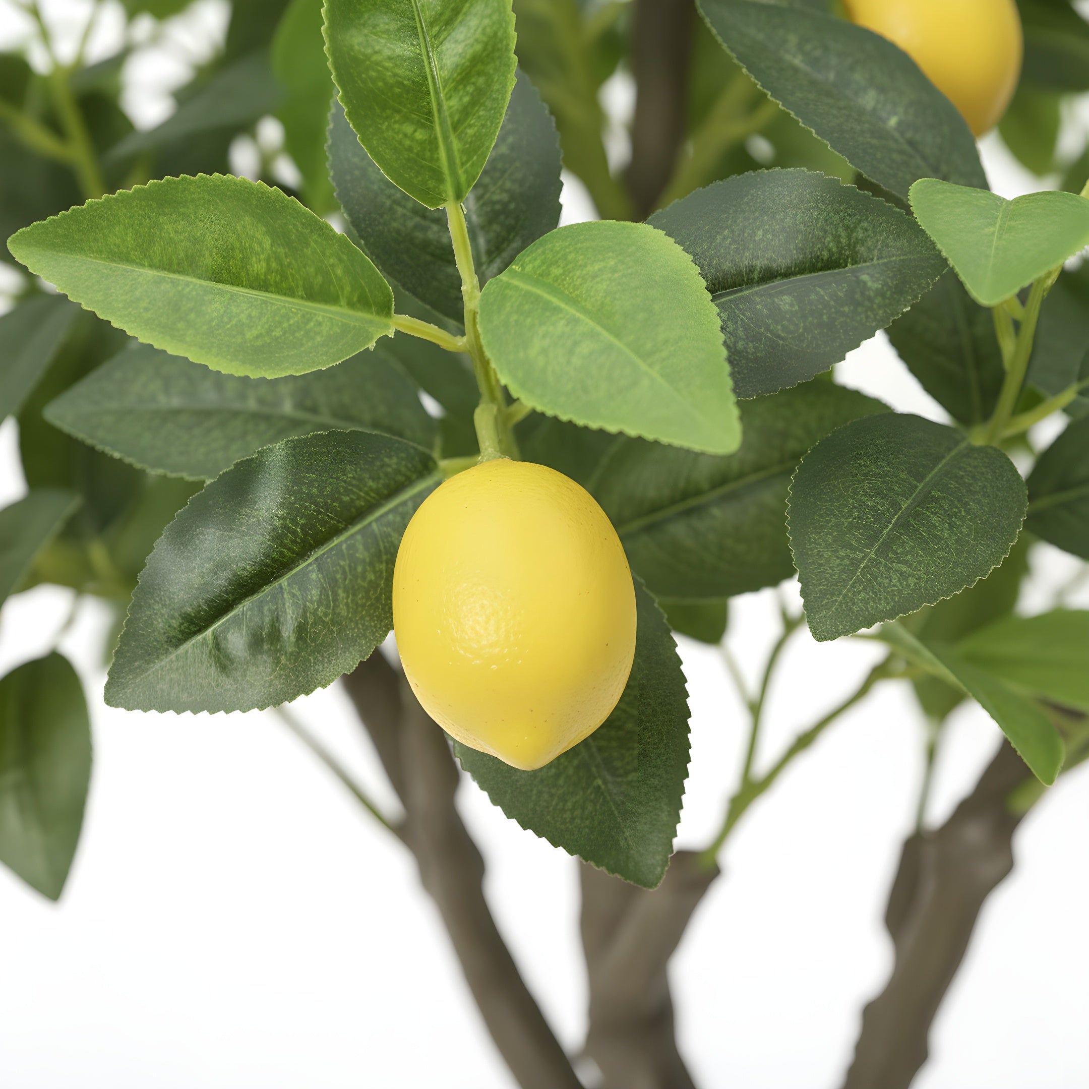 Citronnier Éternel - Arbre Méditerranéen Décoratif