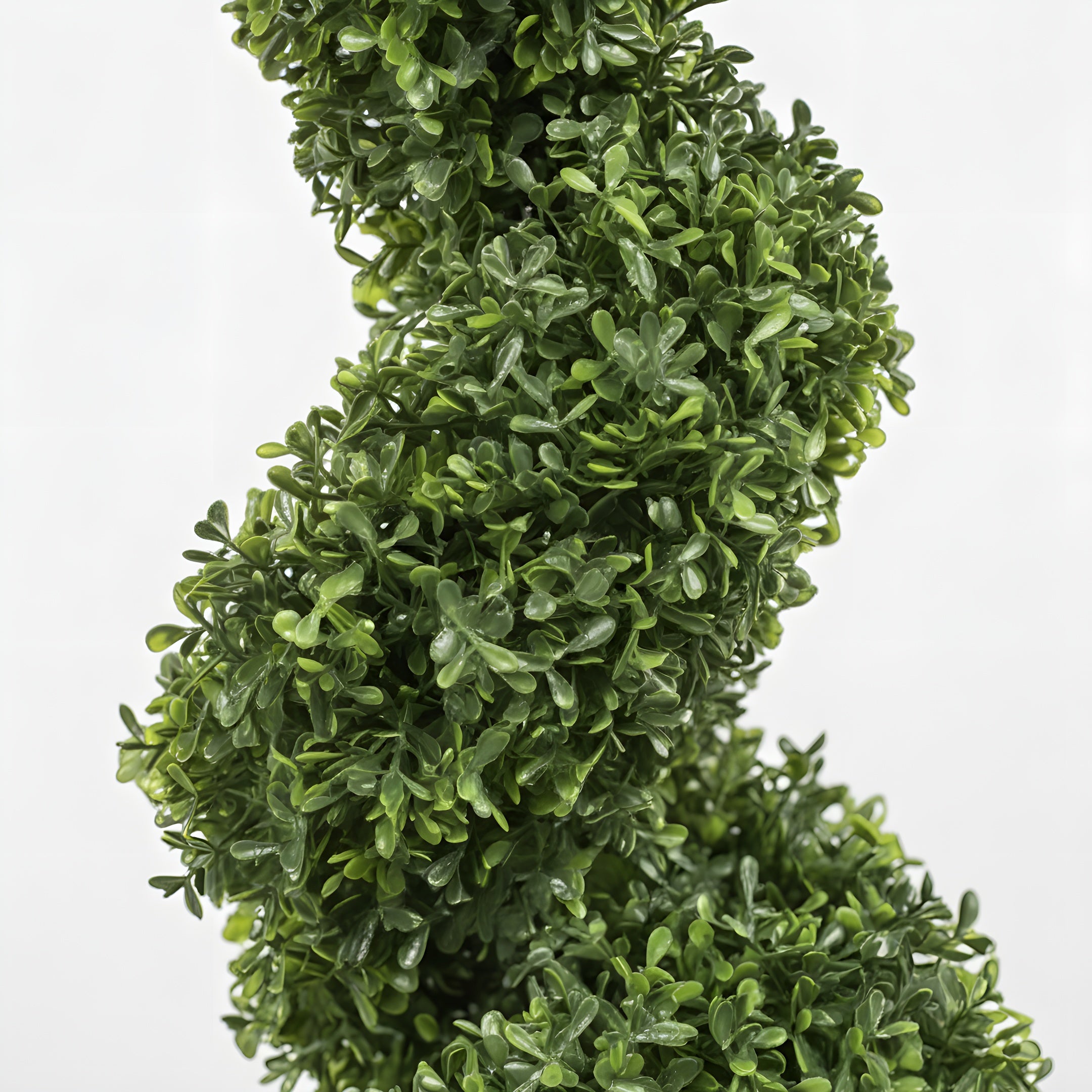 Topiaire Éternelle en Spirale - Duo de Buis Sculptural 122 cm