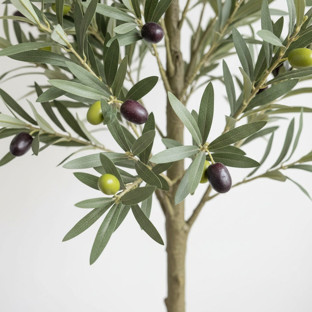 Olivier Éternel - Arbre Méditerranéen Décoratif