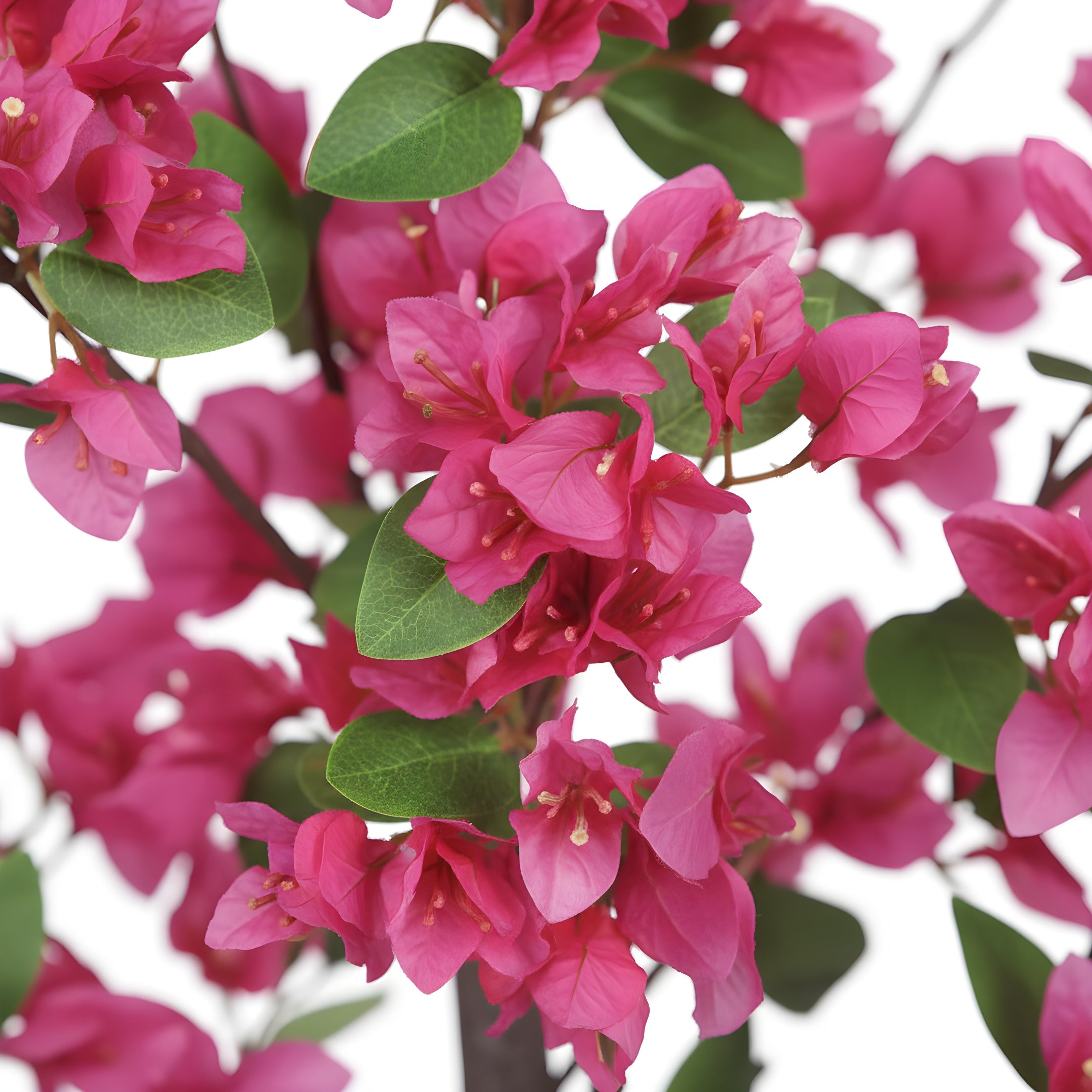 Bougainvillier Éternel Rose - Arbre Fleuri Décoratif 130 cm