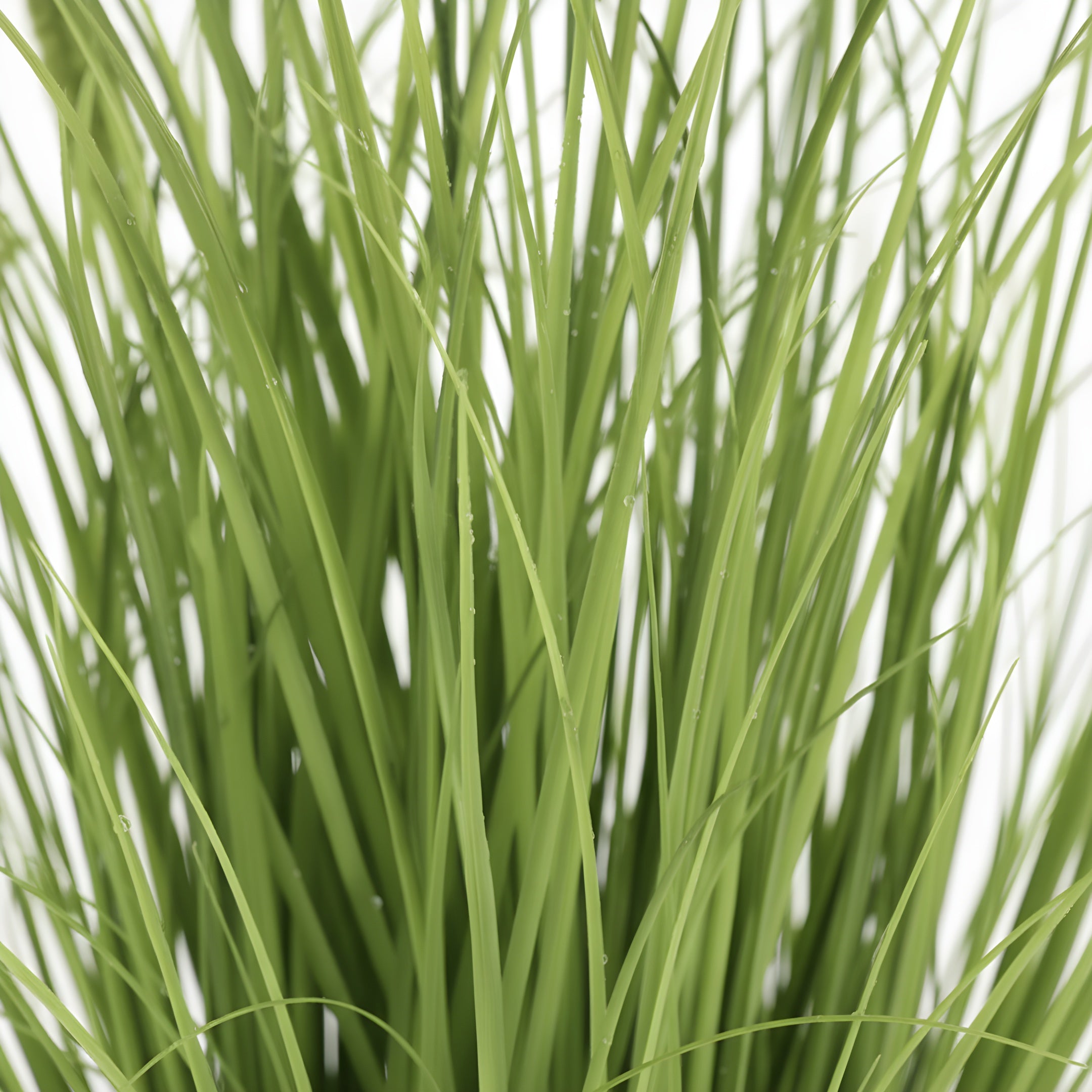 Herbe Sauvage Artificielle - Queue de Chat Naturelle