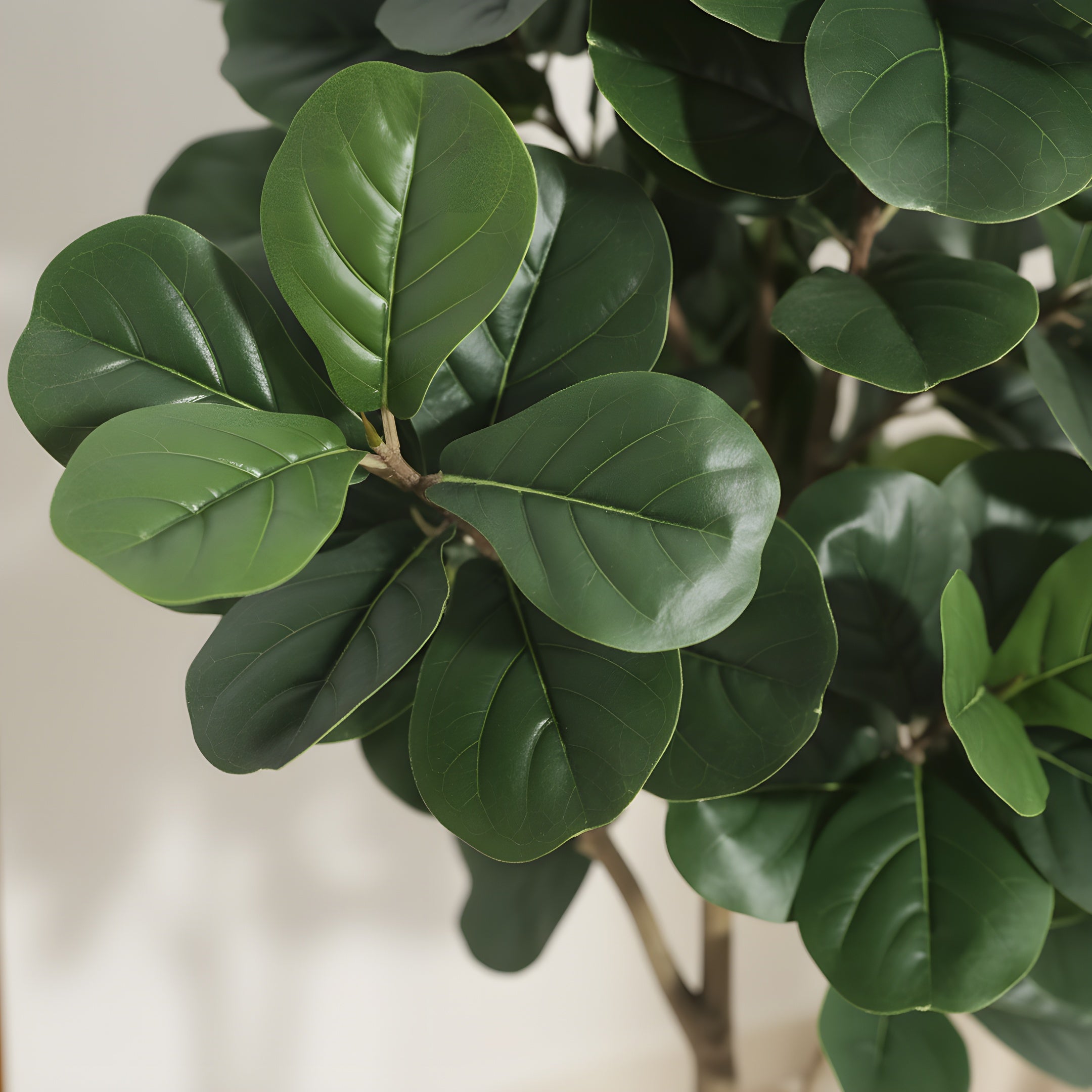 Ficus Lyrata Artificiel Signature - Figuier Lyre