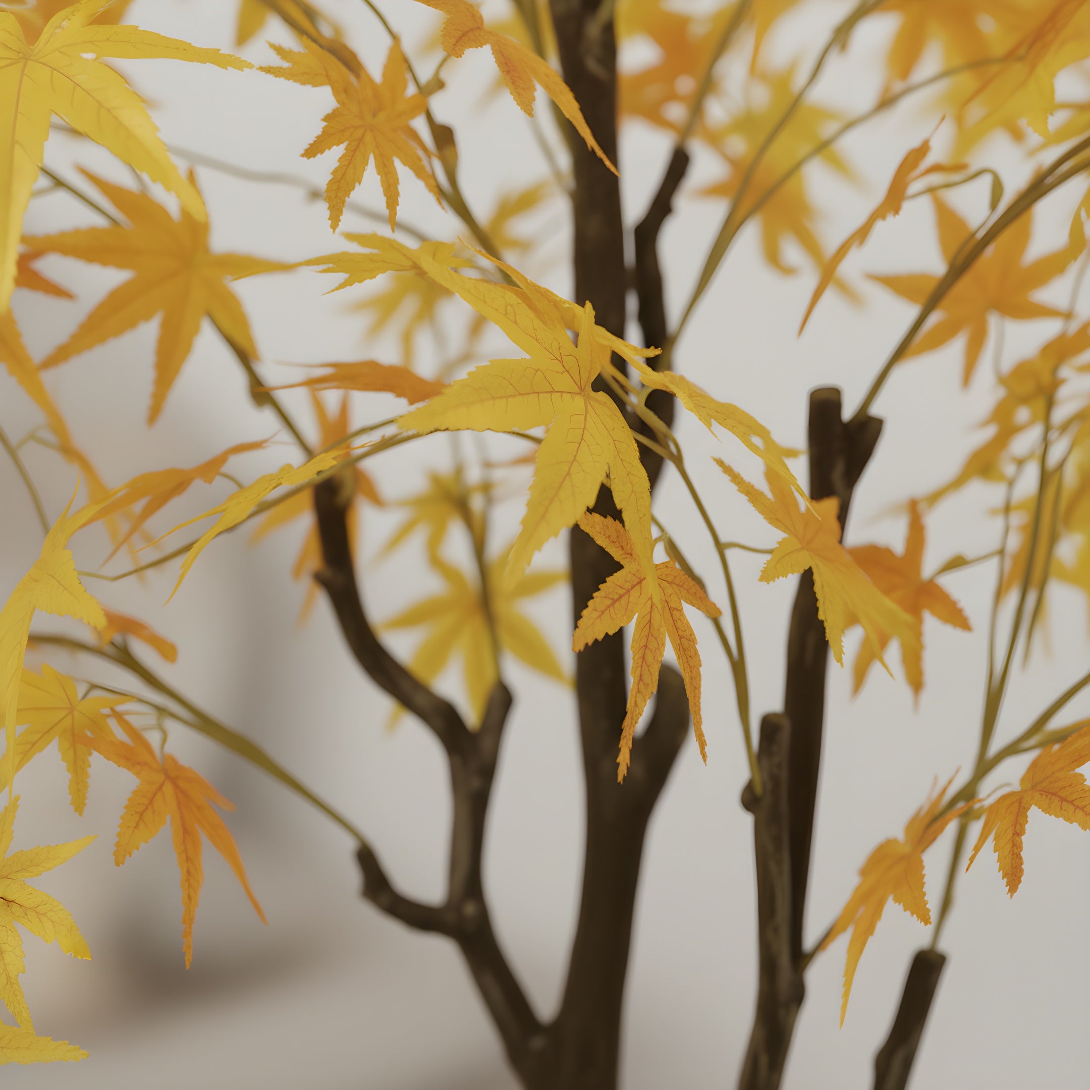 Érable Doré Éternel - Arbre Décoratif d’Automne