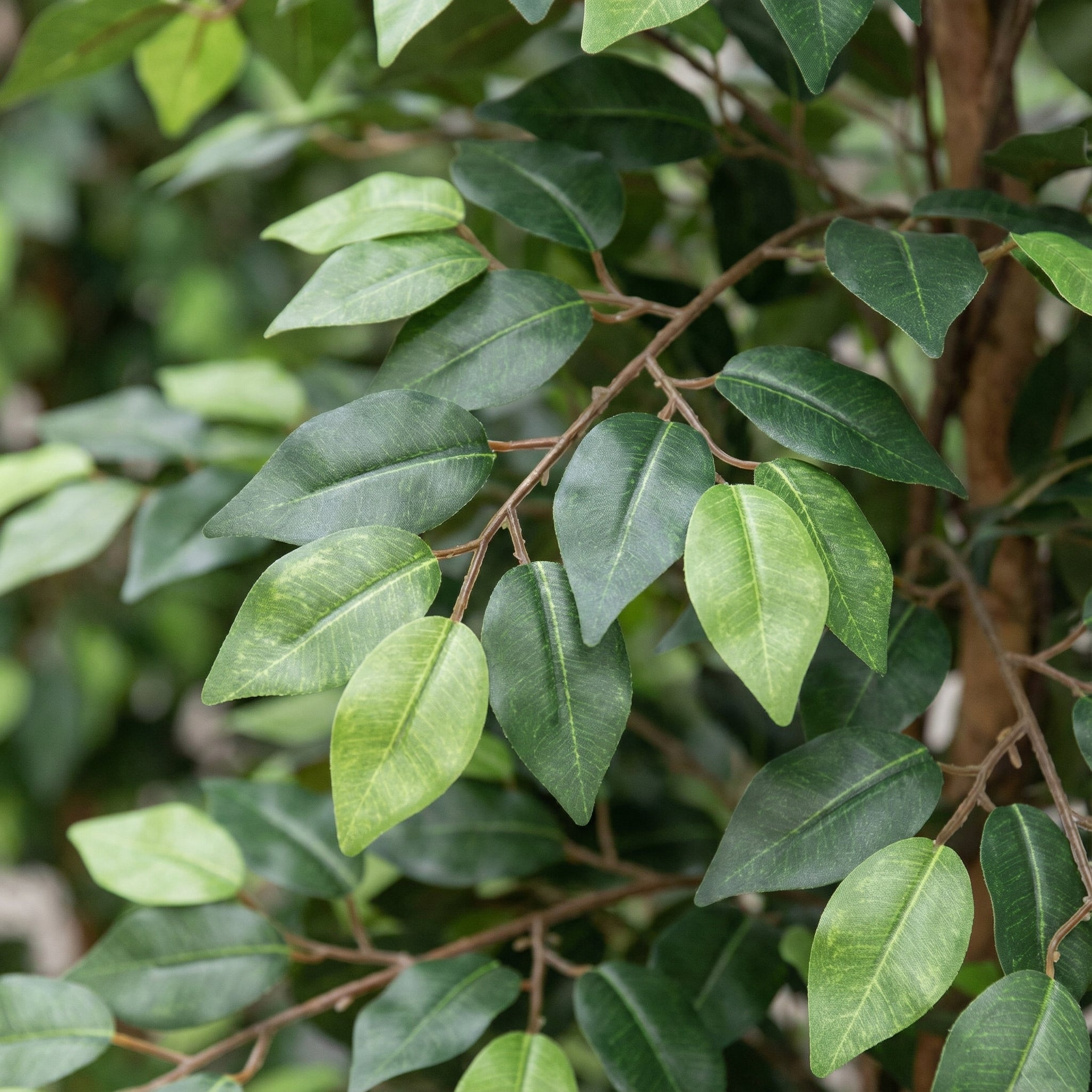 Ficus Benjamina Artificiel – 180 cm