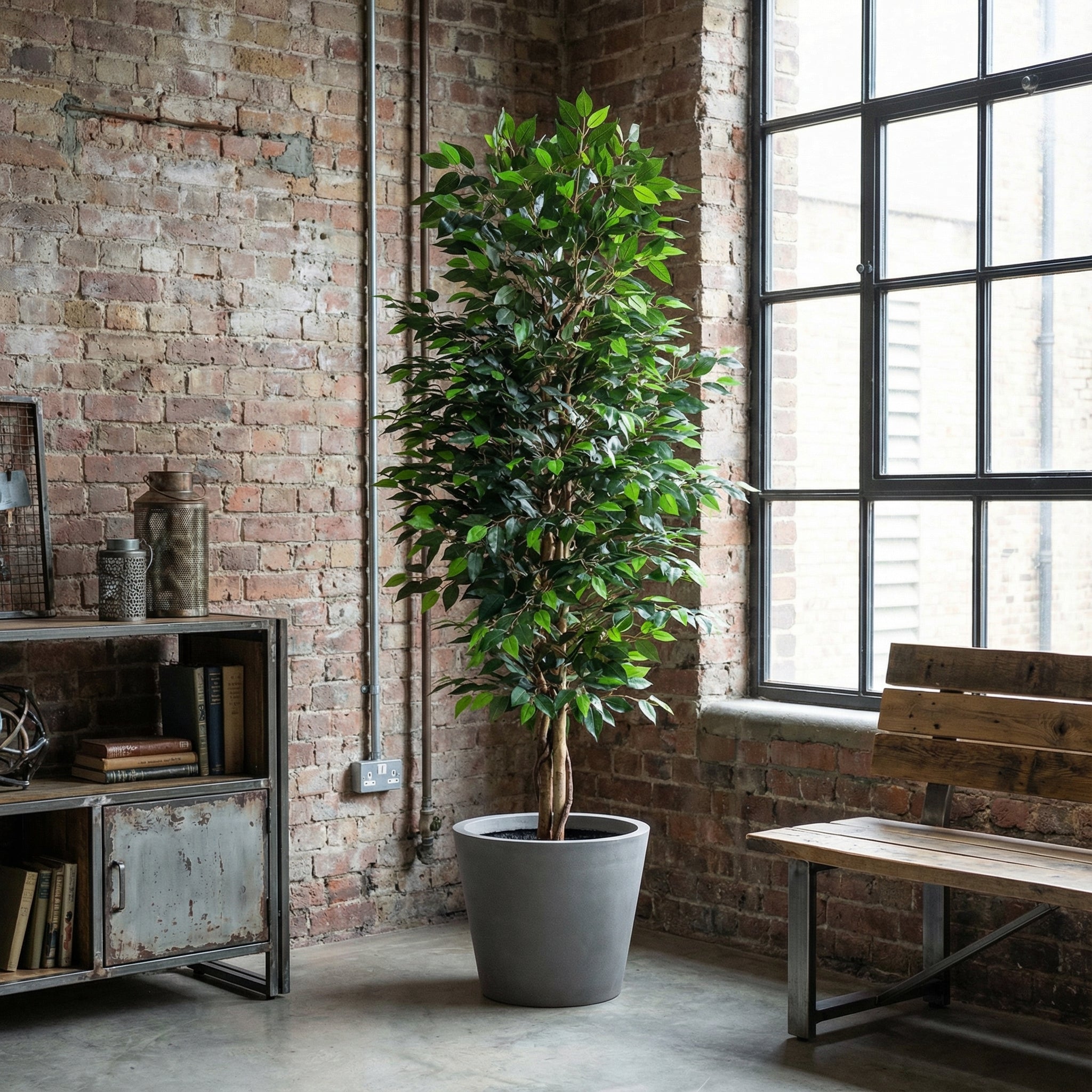 Ficus Benjamina Artificiel – 180 cm